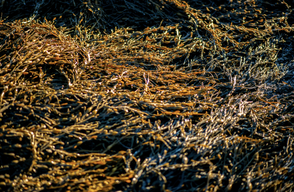 Dense bed of rockweed.
